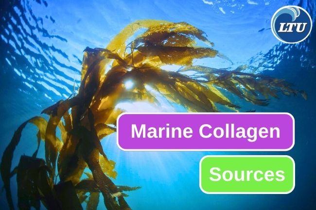 These Are 5 Sea Creature That Can Produces Collagen